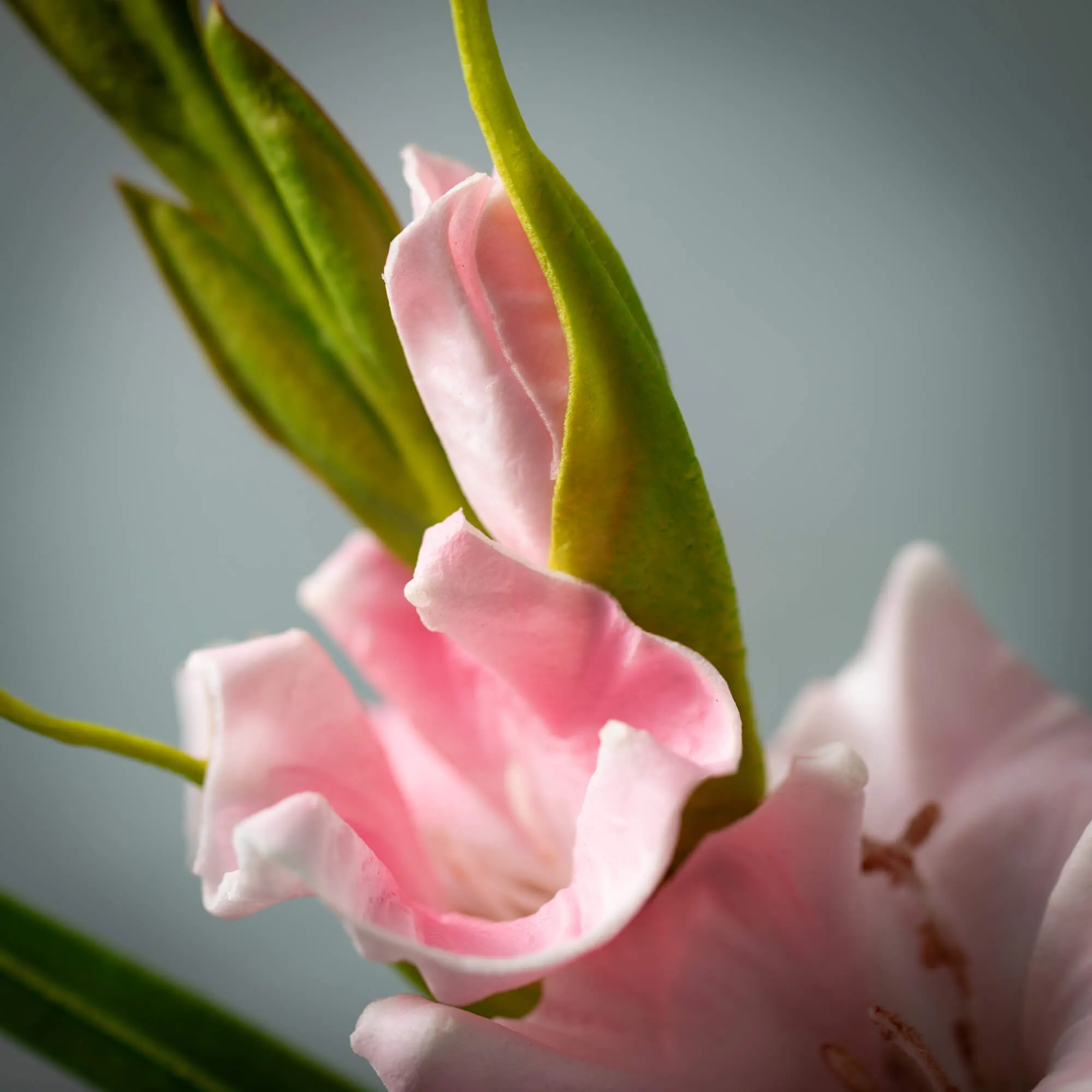 21.5"H Sullivans Soft Blushing Pink Gladiola, Pink