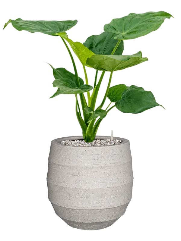 Alocasia cucullata in Bordo Office Plant With Pot 69cm Height 22cm Dia