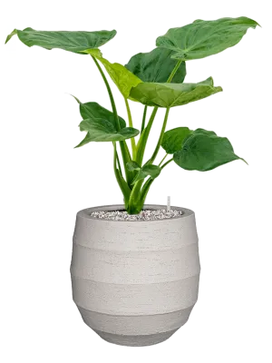 Alocasia cucullata in Bordo Office Plant With Pot 69cm Height 22cm Dia